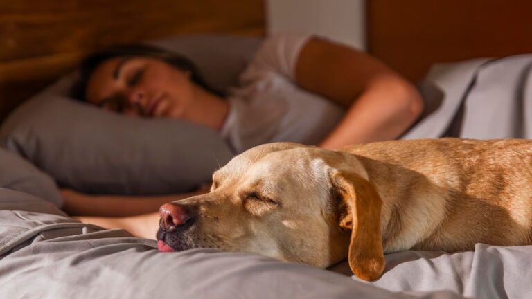 Kickstarter - FurFree Sheets Bed Sheets made for Pet Parents